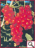 Ribes
