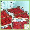 fragole