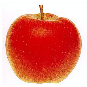 jonagold
