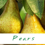 pears