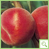 pesche