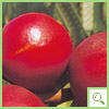 pesche