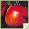 pesche