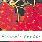 piccoli frutti