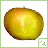 renetta