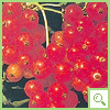 ribes