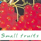 small fruits